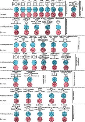 Network and Evolutionary Analysis Reveals Candidate Genes of Membrane Trafficking Involved in Maize Seed Development and Immune Response